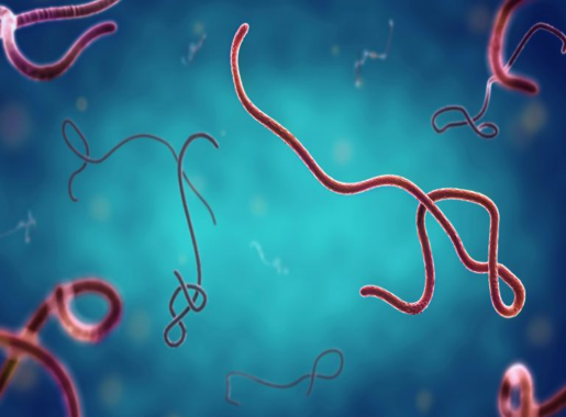 Ebola Situation in Malawi